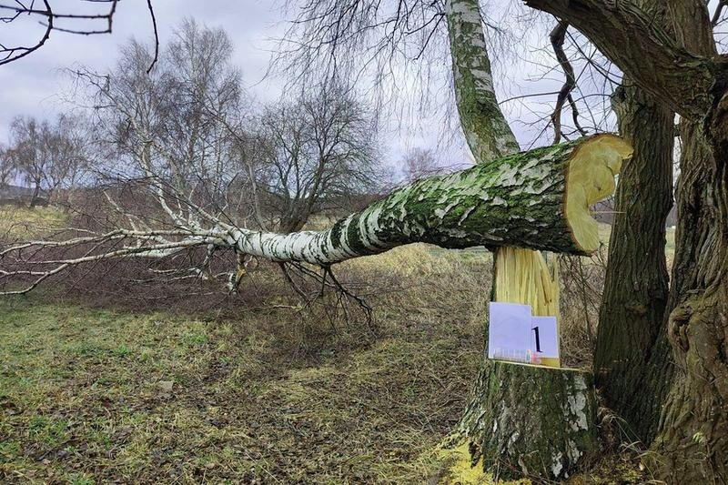 Co grozi za wycięcie drzewa bez zezwolenia? Kary i konsekwencje prawne