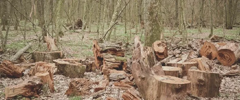Do kiedy wycinka drzew? Terminy, zakazy i najważniejsze zasady