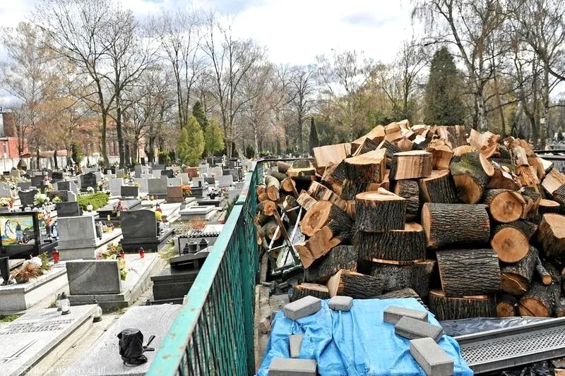 Jak przygotować wniosek o wycięcie drzewa na cmentarzu – bez błędów