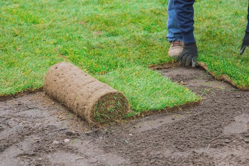 Jak sadzić trawnik, żeby szybko się przyjął? Praktyczne wskazówki