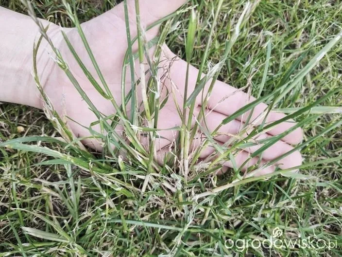 Jakie chwasty na trawniku psują jego piękno i jak sobie z nimi radzić?