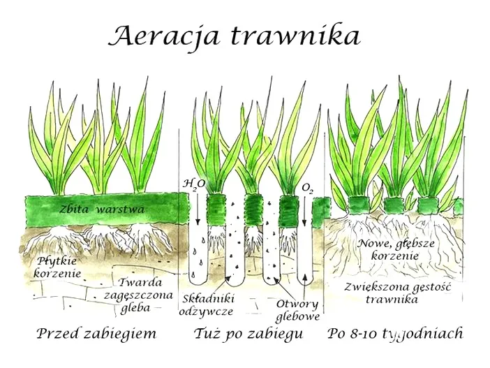 Kiedy aerować trawnik: termin i dlaczego warto