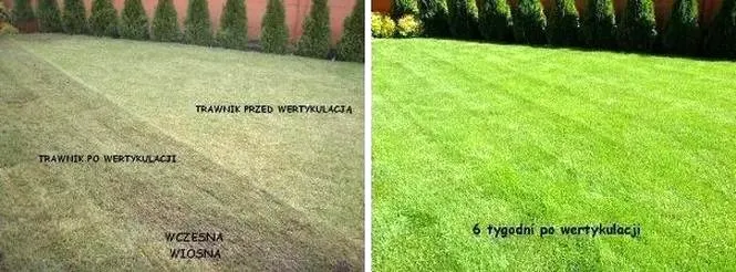 Kiedy warto wykonać wertykulowanie trawnika dla zdrowej murawy?