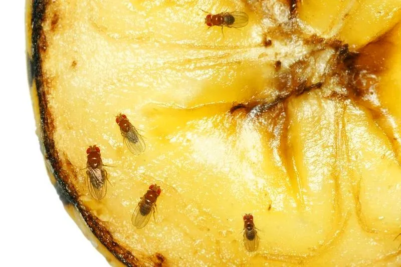 Skuteczne sposoby na to, jak pozbyć się muszek owocówek z kuchni
