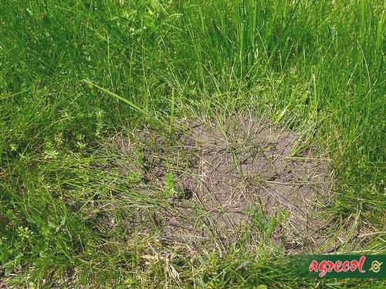 Bezpieczne sposoby na mrówki