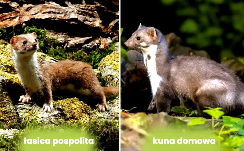 Kuna na poddaszu