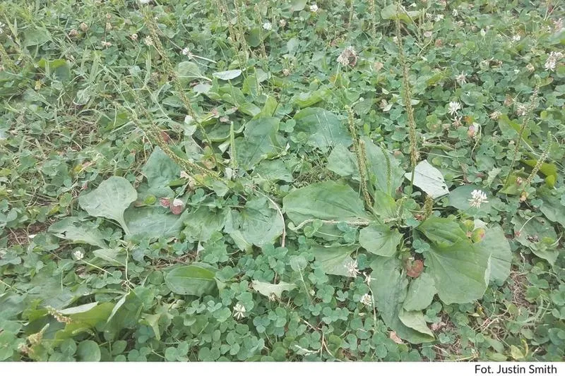 Metody zwalczania chwastów