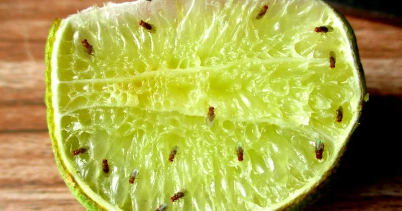 Naturalne pułapki na muszki