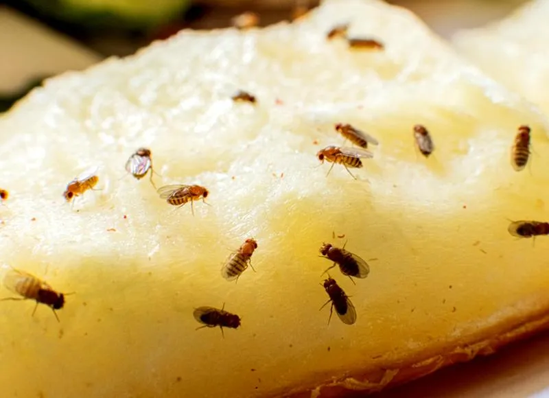 Naturalne sposoby na muszki