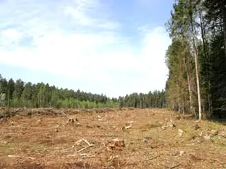 Regeneracja lasu