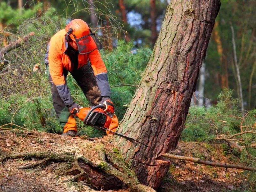 Usługi arborystyczne