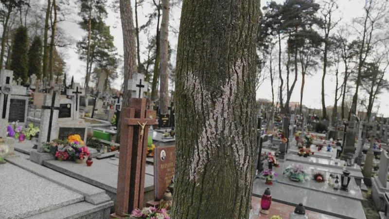 Wniosek o wycięcie drzewa