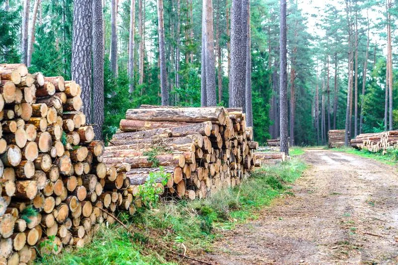 Wycinka drzew na działce leśnej